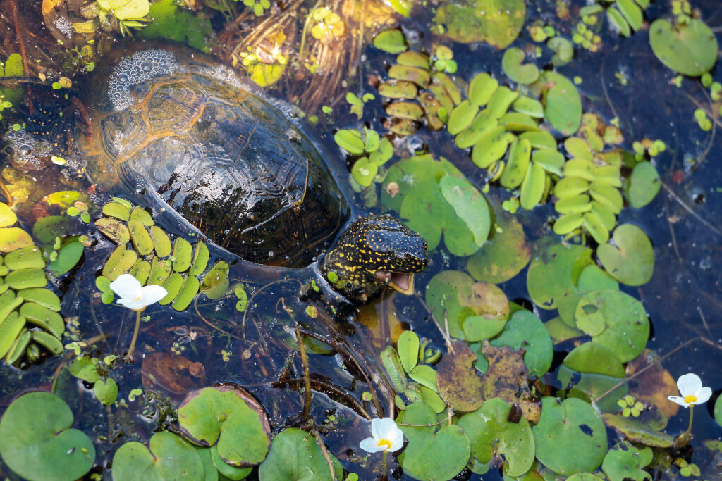 Żółw w lagunie bagiennej Arkutino, część rezerwatu przyrody Ropotamo, Primorsko, Bułgaria 