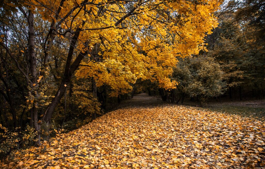 Autumn road in Sofia,Bulgaria