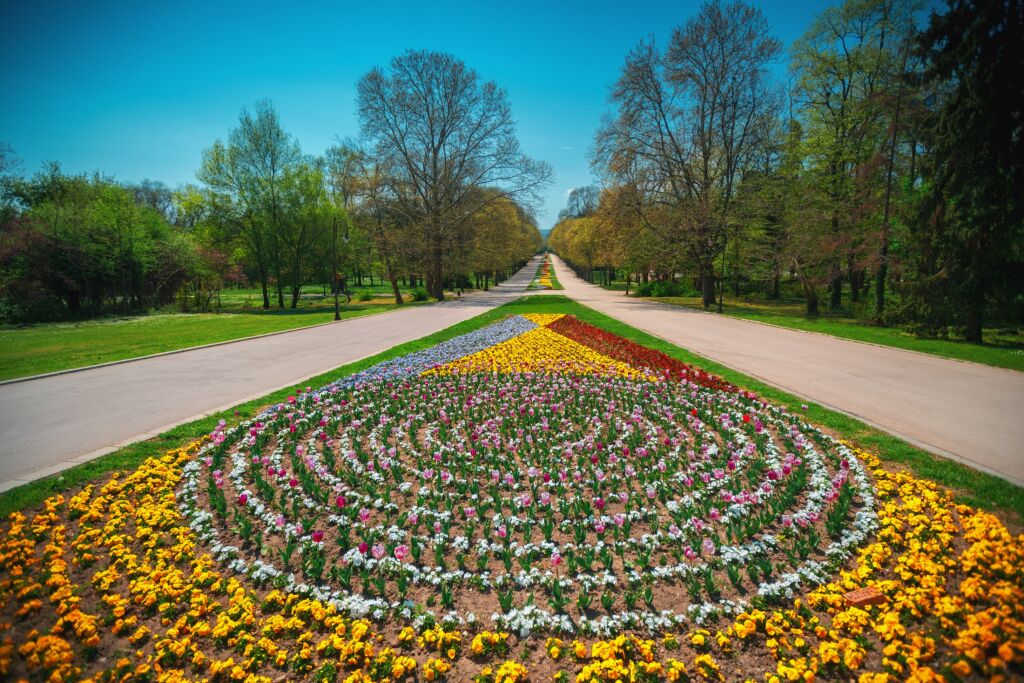 Group of colorful tulip in the sea garden of Varna.