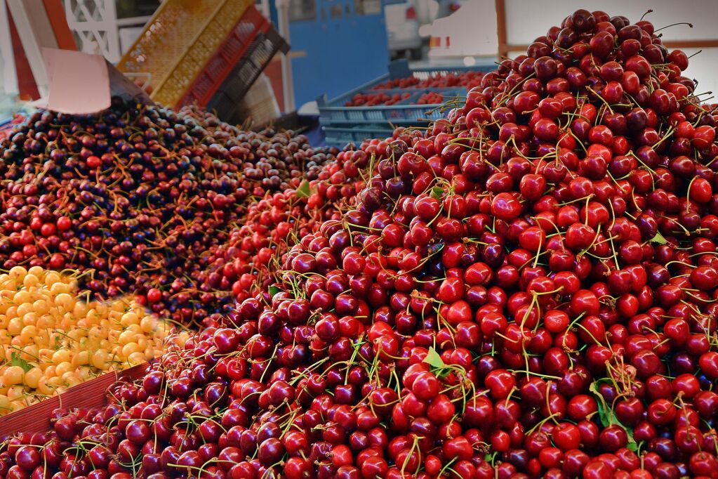 Different kinds of sweet cherries on the market. Sale of juicy fruits in the city of Varna, Bulgaria. proper nutrition, Good harvest, vitamins, healthy food