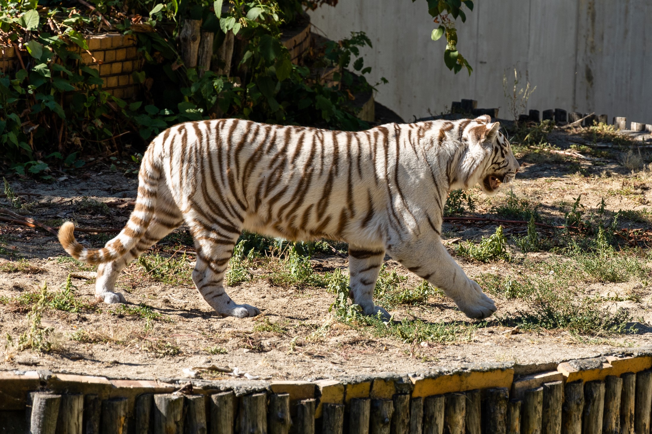 Photo of big white tiger at the Zoo, Bulgaria, Sofia