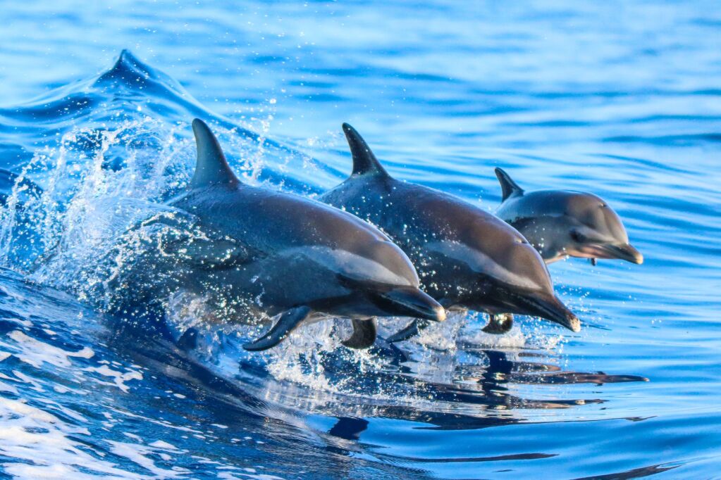 Cętkowana rodzina delfinów skakująca z czystych, niebieskich wodach Hawajów.