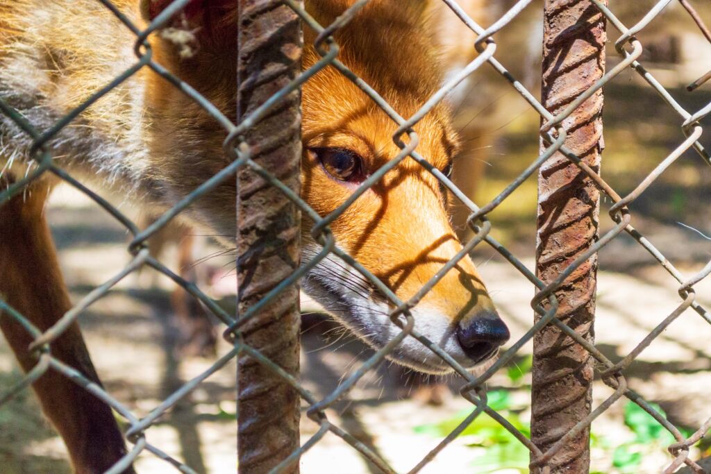 Red fox in a cage in Zoo at Sea or Seaside Garden on nice sunny June day,Varna city,Bulgaria.2013